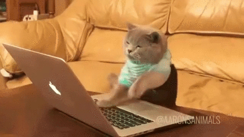 cat_hack.gif